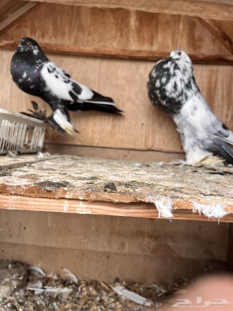 حمام للبيع64295507214211112