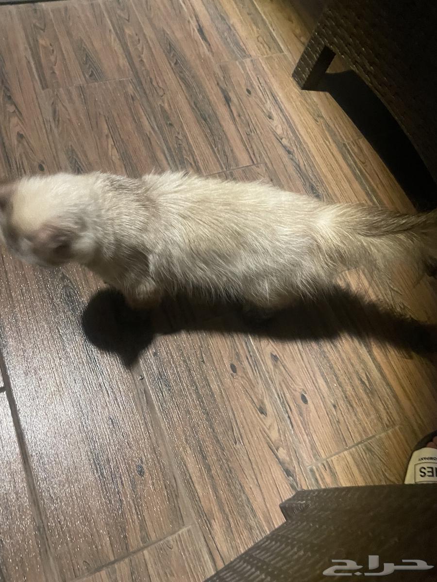 قطه هملايا مع أربع قطط صغار أبنائها مع الأكل والقفص للبيع64260224313985114