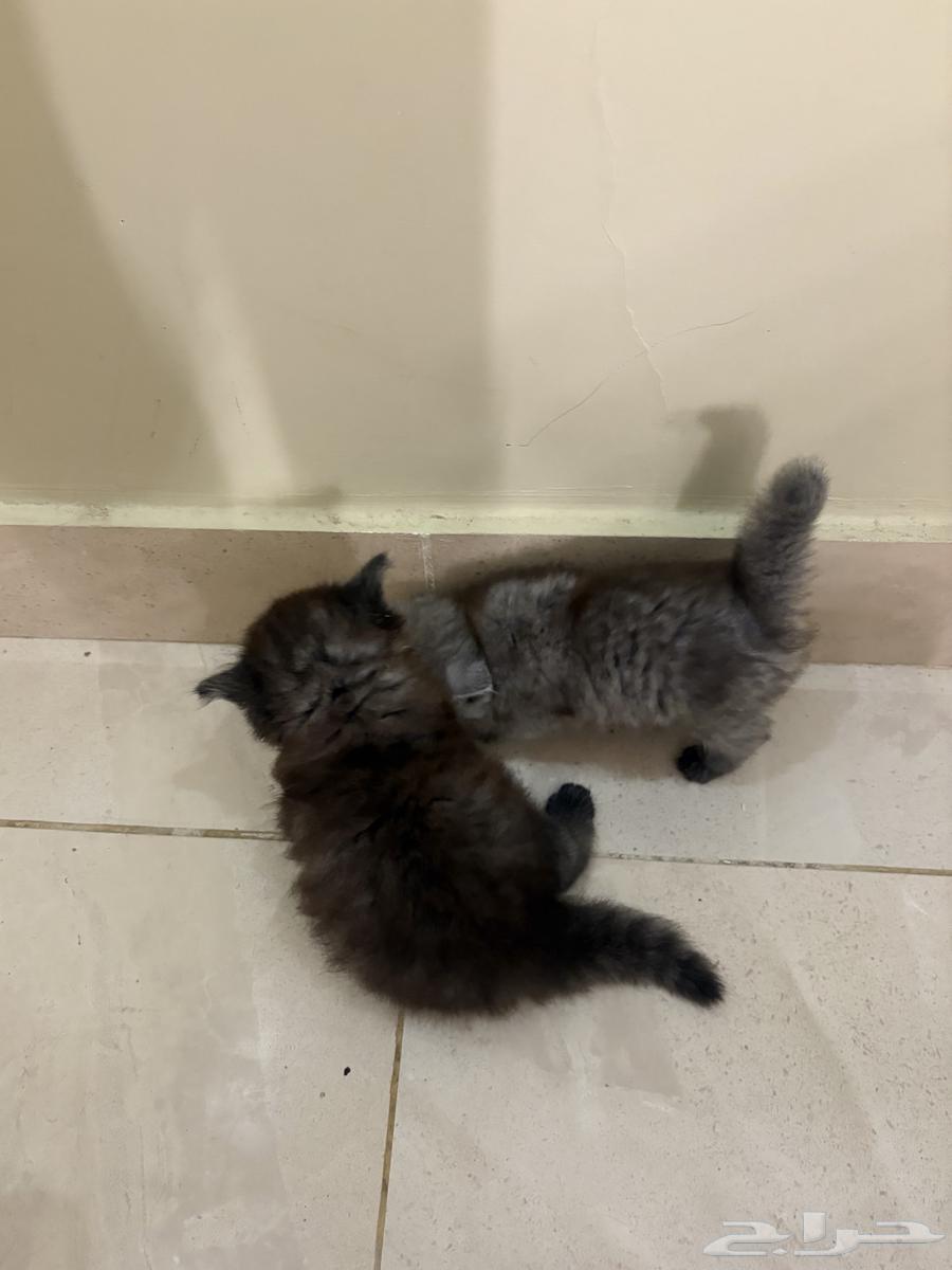 قطط شيرازي انثى وذكر للبيع64299784887041110