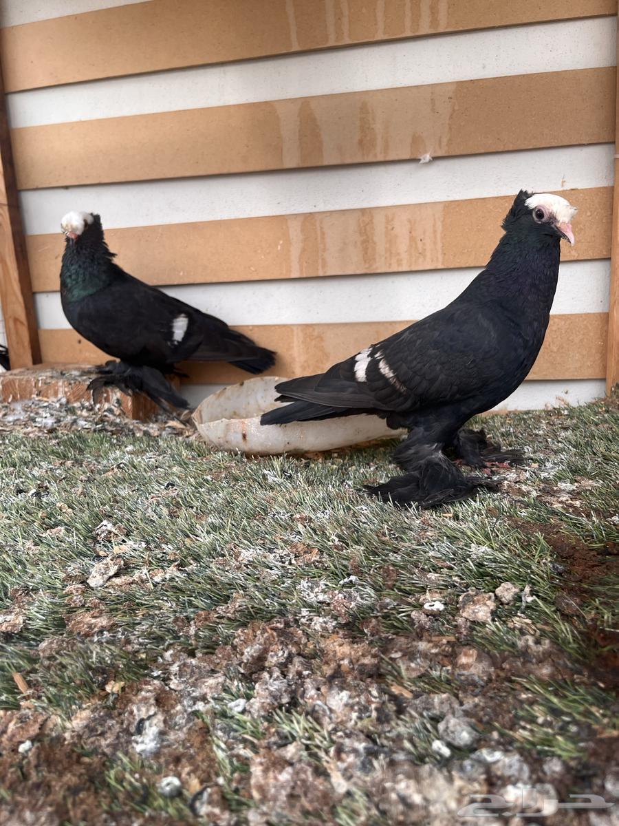 حمام للبيع64295507214211113