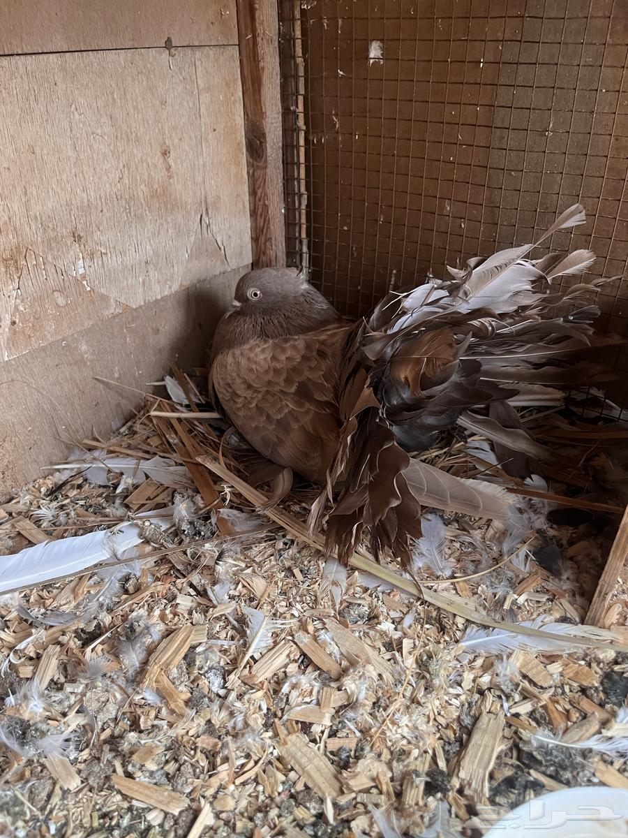 حمام للبيع64295507214211110