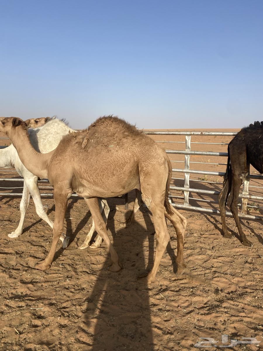 حشو لبيع مفاريد العد 4 العمر 10شهور64296978391809111