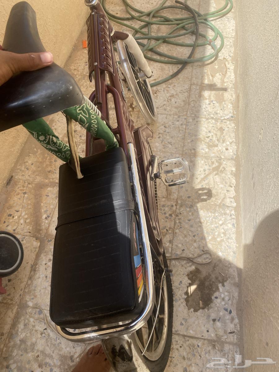 رامبو يبيلا كفر لستكين64431358855553111