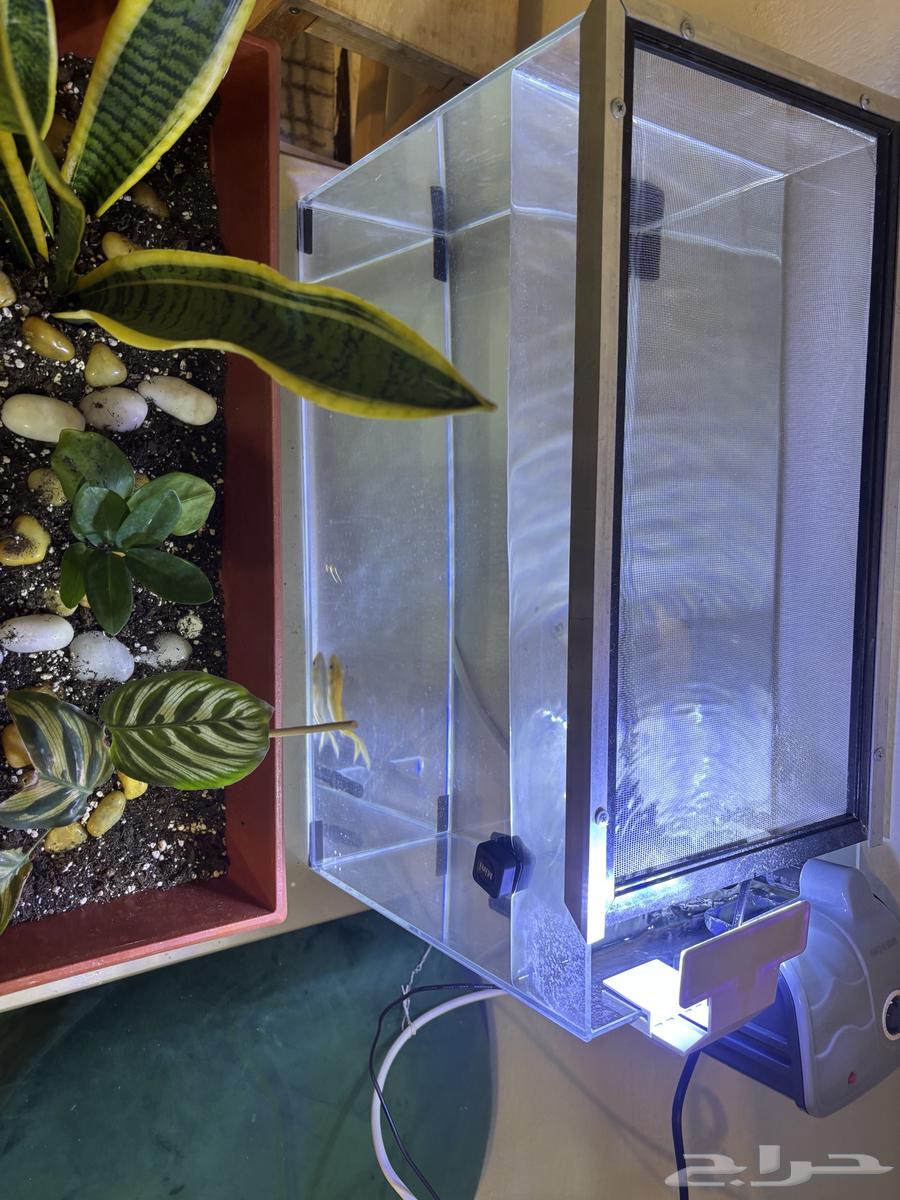 حوض سمك اسماك كبير جدا64296540990849113