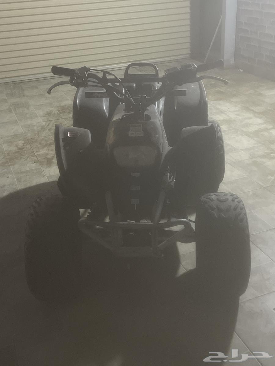 دباب أنوع تيوني الحجم كبير64437773213571110