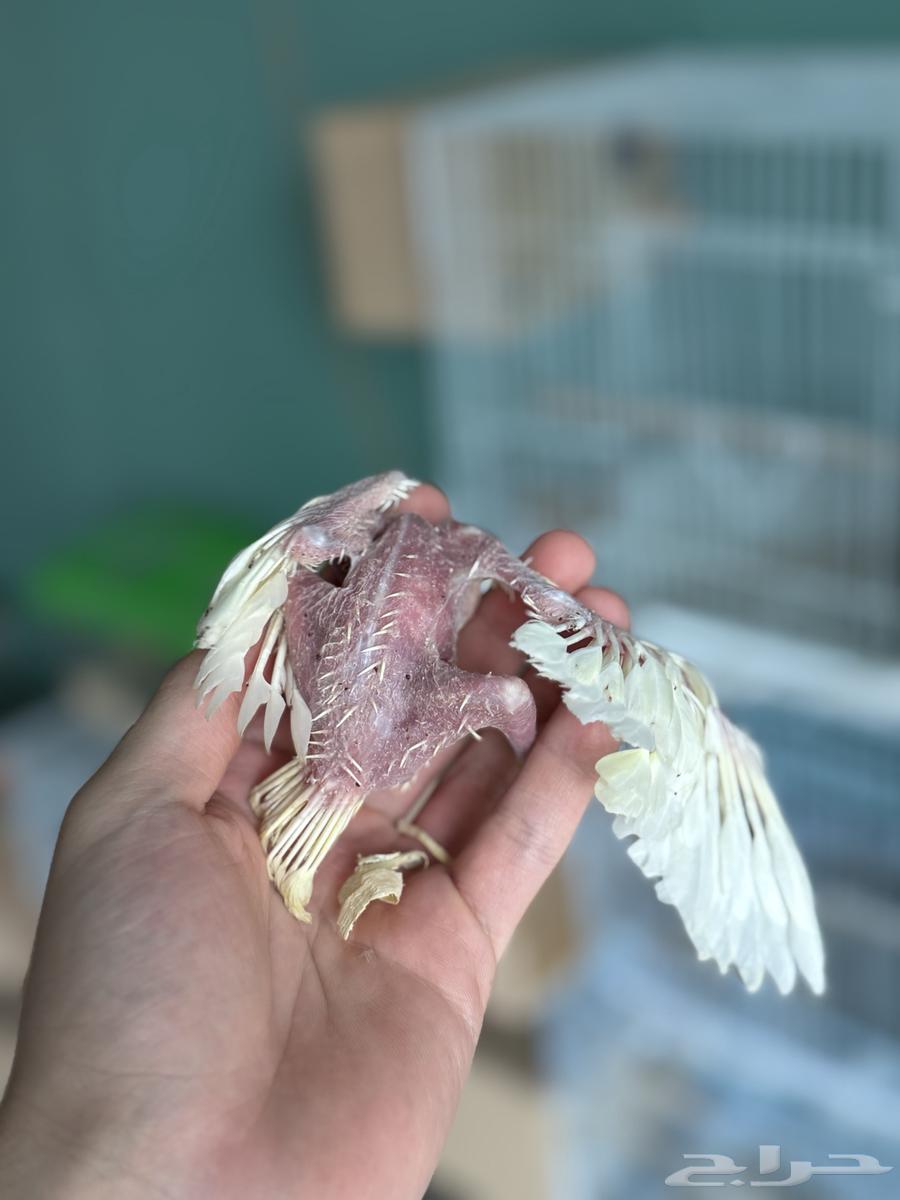 تم البيع64297153377409112