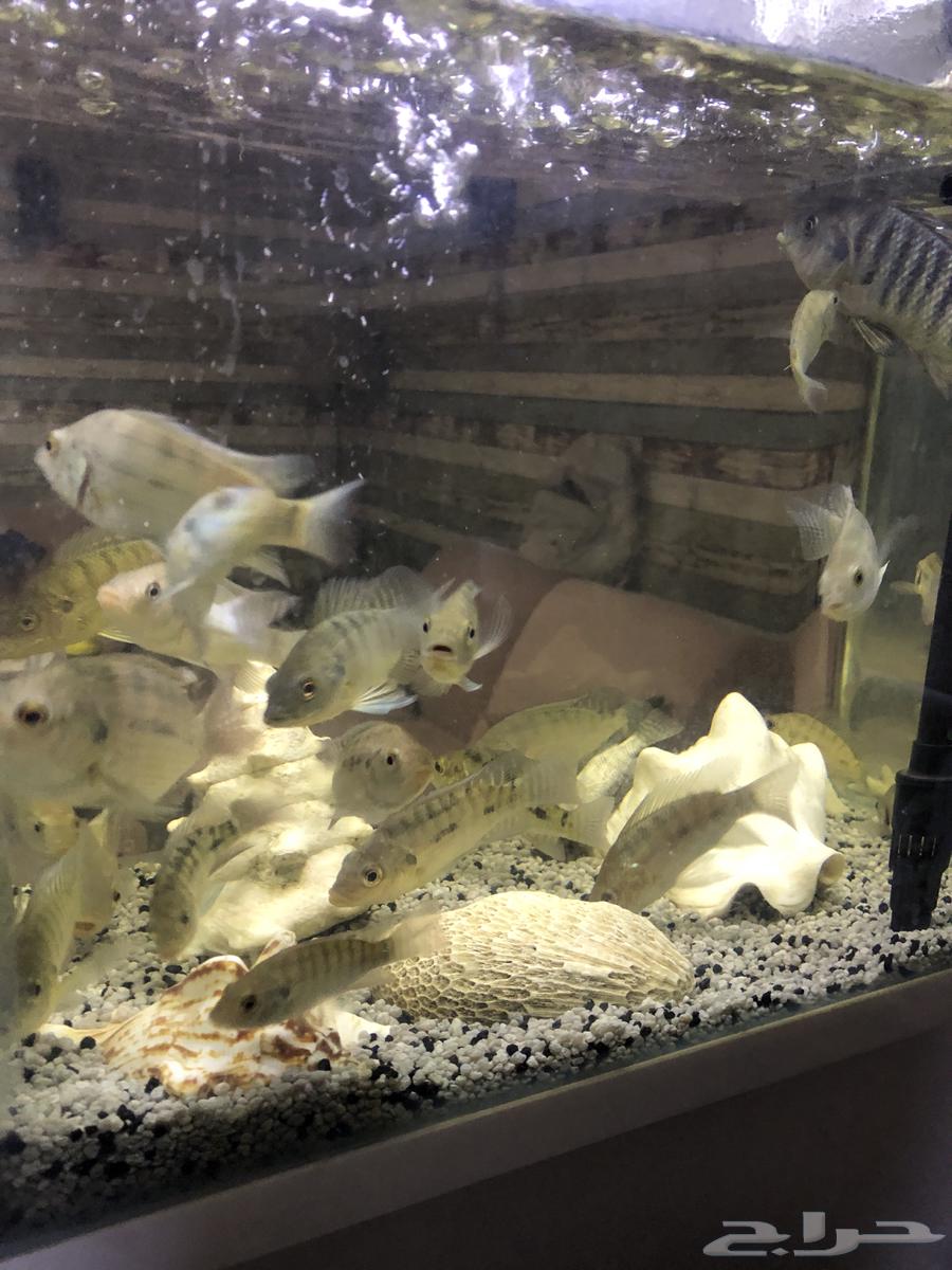 سمك نهري عرض الحبه ب 5 ريال64290632258307111