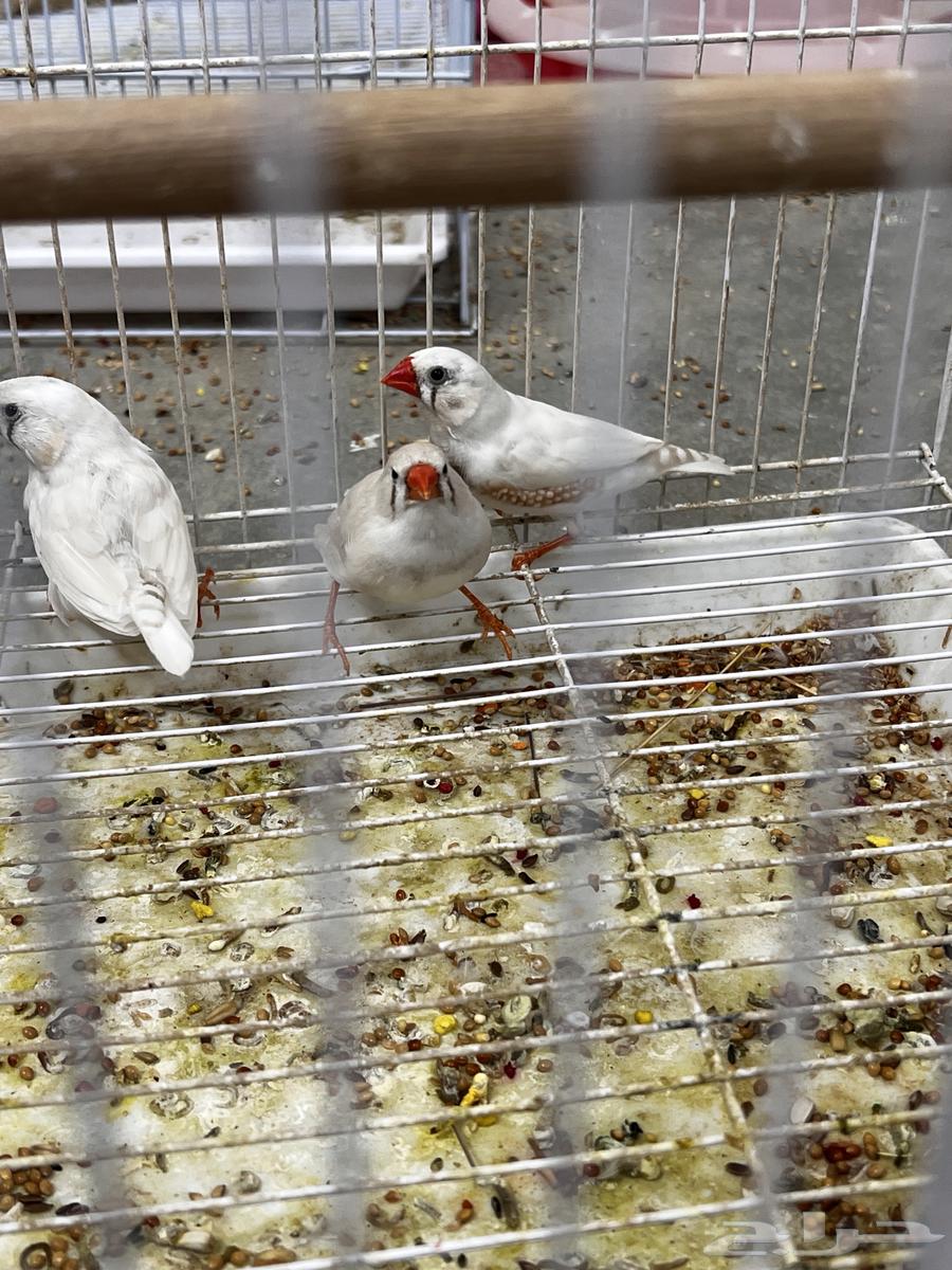 A pair of zebra finches64301174966273110