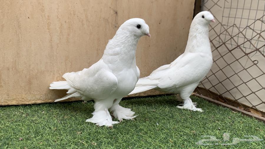حمام تركي63699314179843112