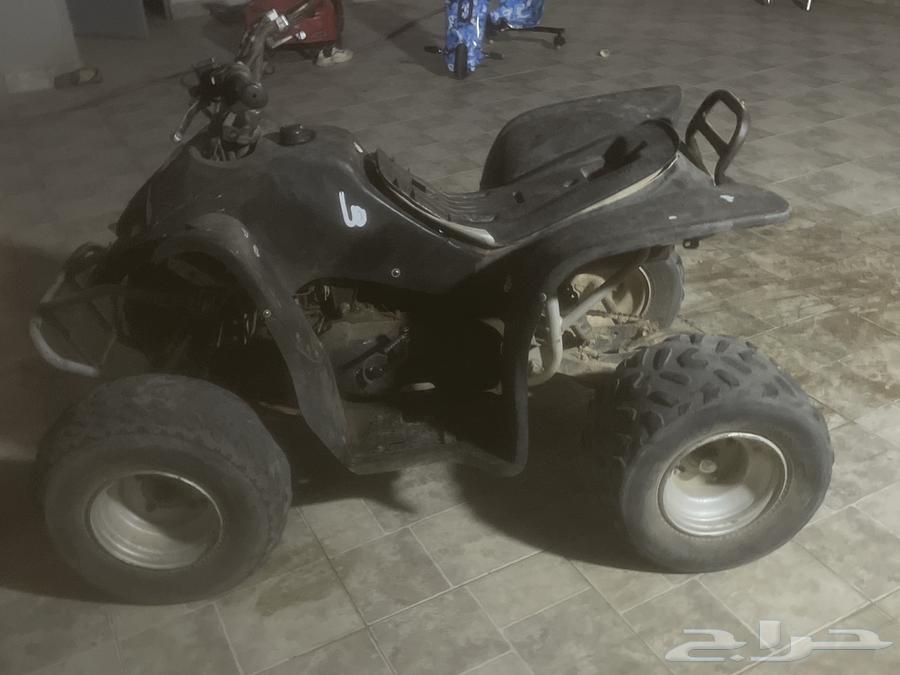 دباب أنوع تيوني الحجم كبير64437773213571112