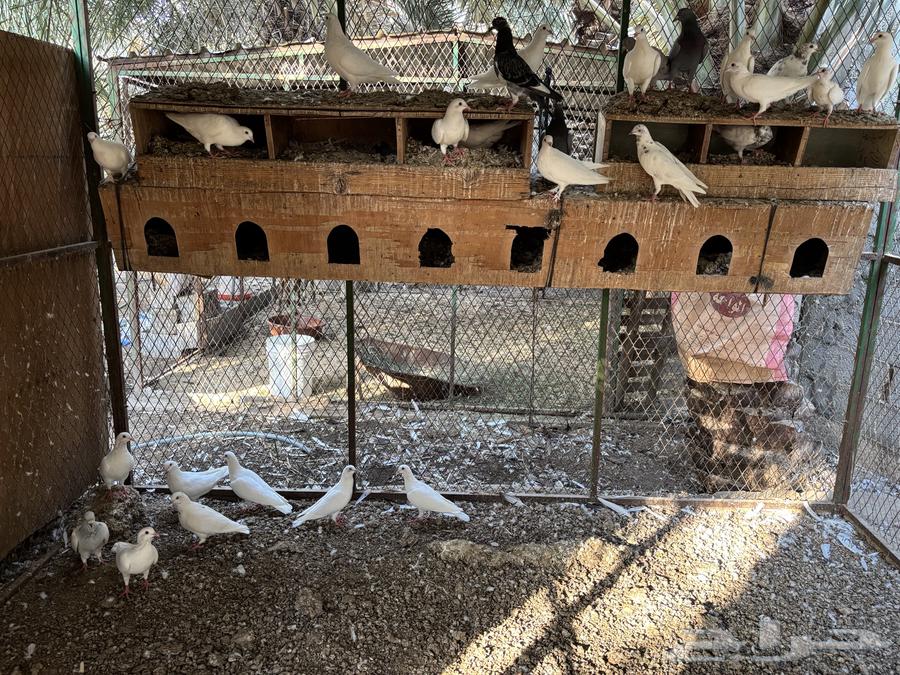 حمام للبيع64296777912065111