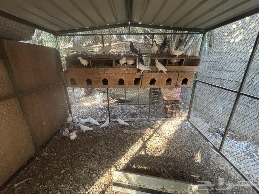 حمام للبيع64296777912065113