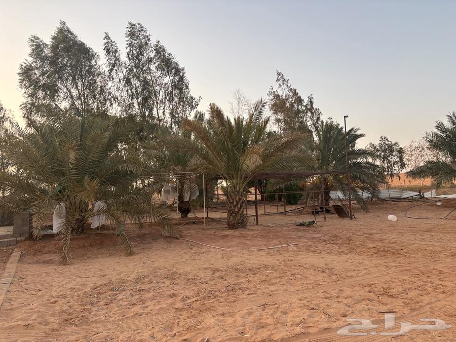 Small farm with trees for daily rent in Aba Al-Wurud63613603655682111