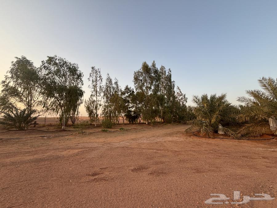 Small farm with trees for daily rent in Aba Al-Wurud63613603655682112