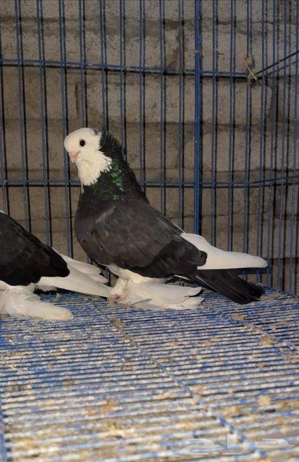 جوز صفاق64437045494529110