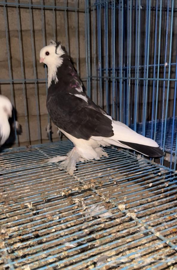 جوز صفاق64437045494529111