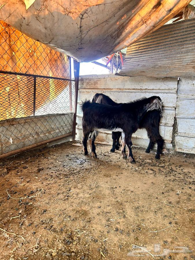 تيوس للبيع64248894745859110