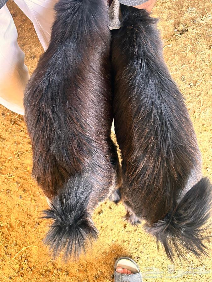 تيوس للبيع64248894745859113