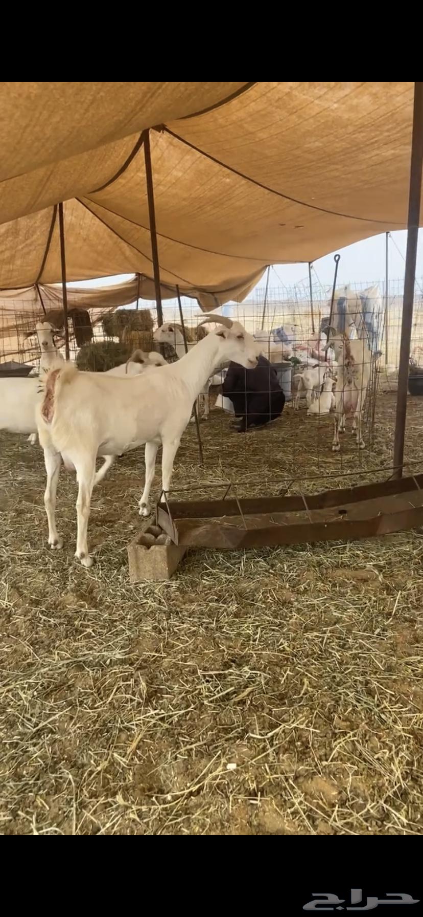 معزا برص صنف الصنف مراح واحد جنب64301420909826112