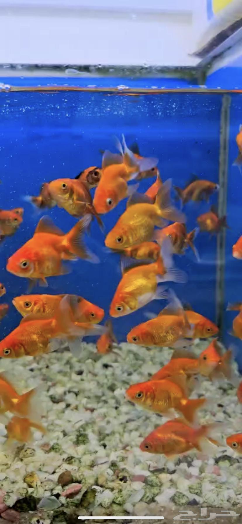 سمك زينة للبيع متوفر سمك بحري64291755111810113