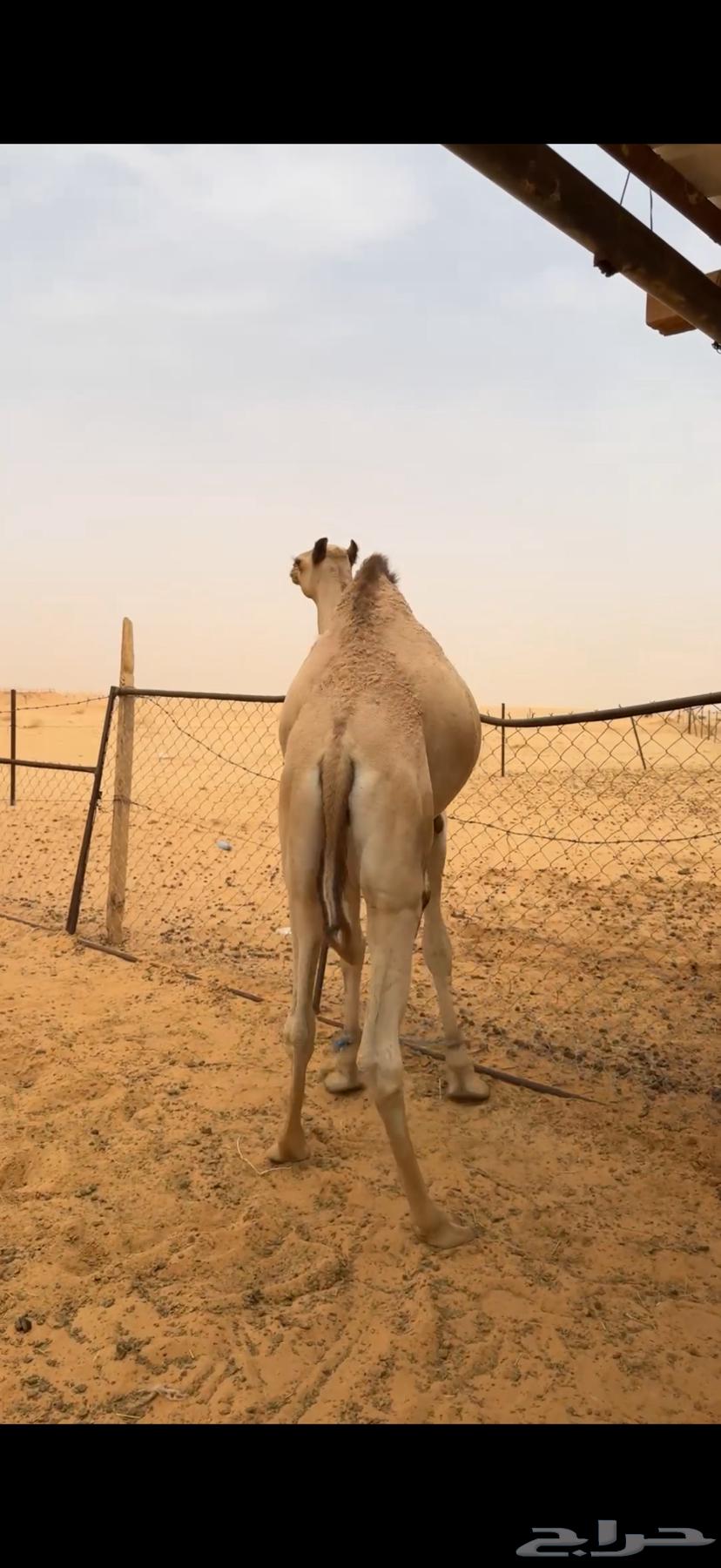 Event seating64301593439746114