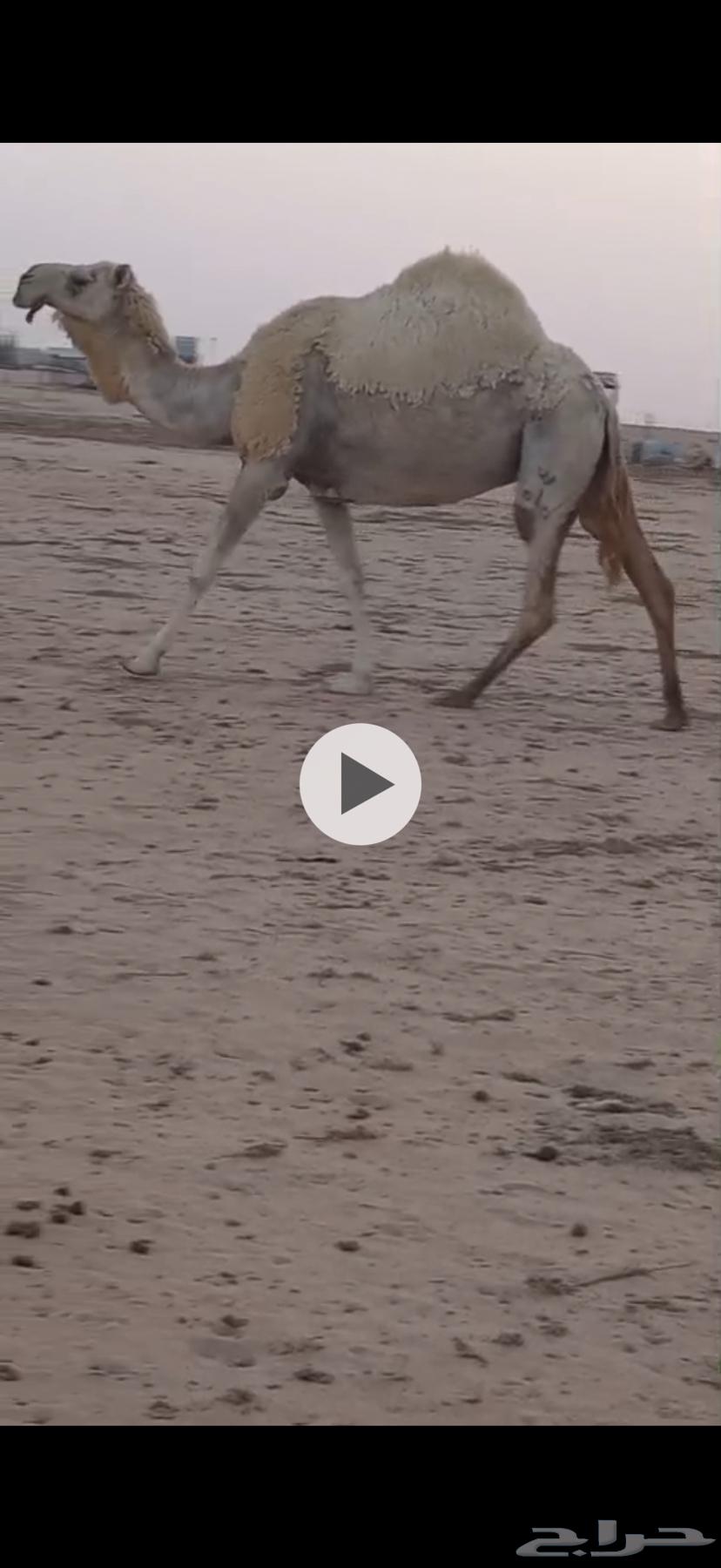 للبيع لقحة حكومية فوق البداوة شبب مضربة على فحل كفو64296189564418110