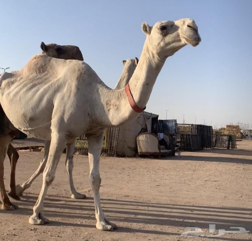 عشاير مبيوعه عياله بيع 4500 تم البيع64299618742018110