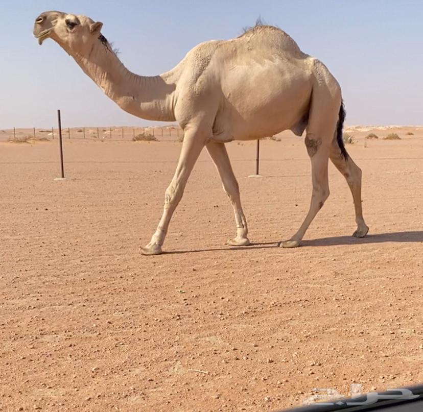 للبيع قعود كفو64298147004418111