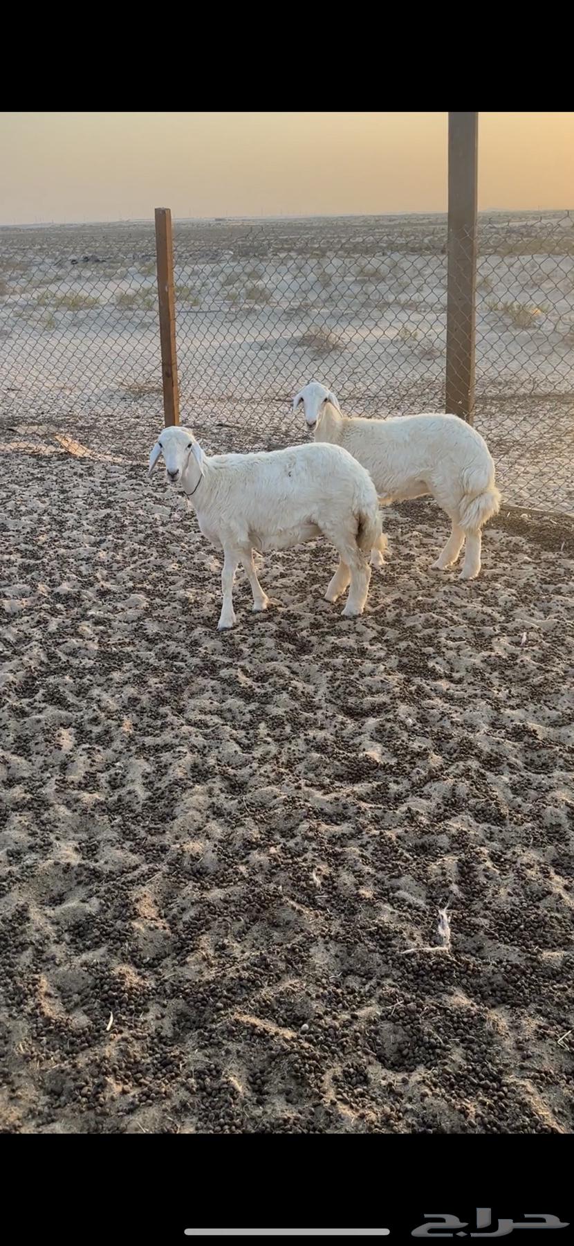 رخال حريات العمرر من 4 اشهر وفوق64300740661633110