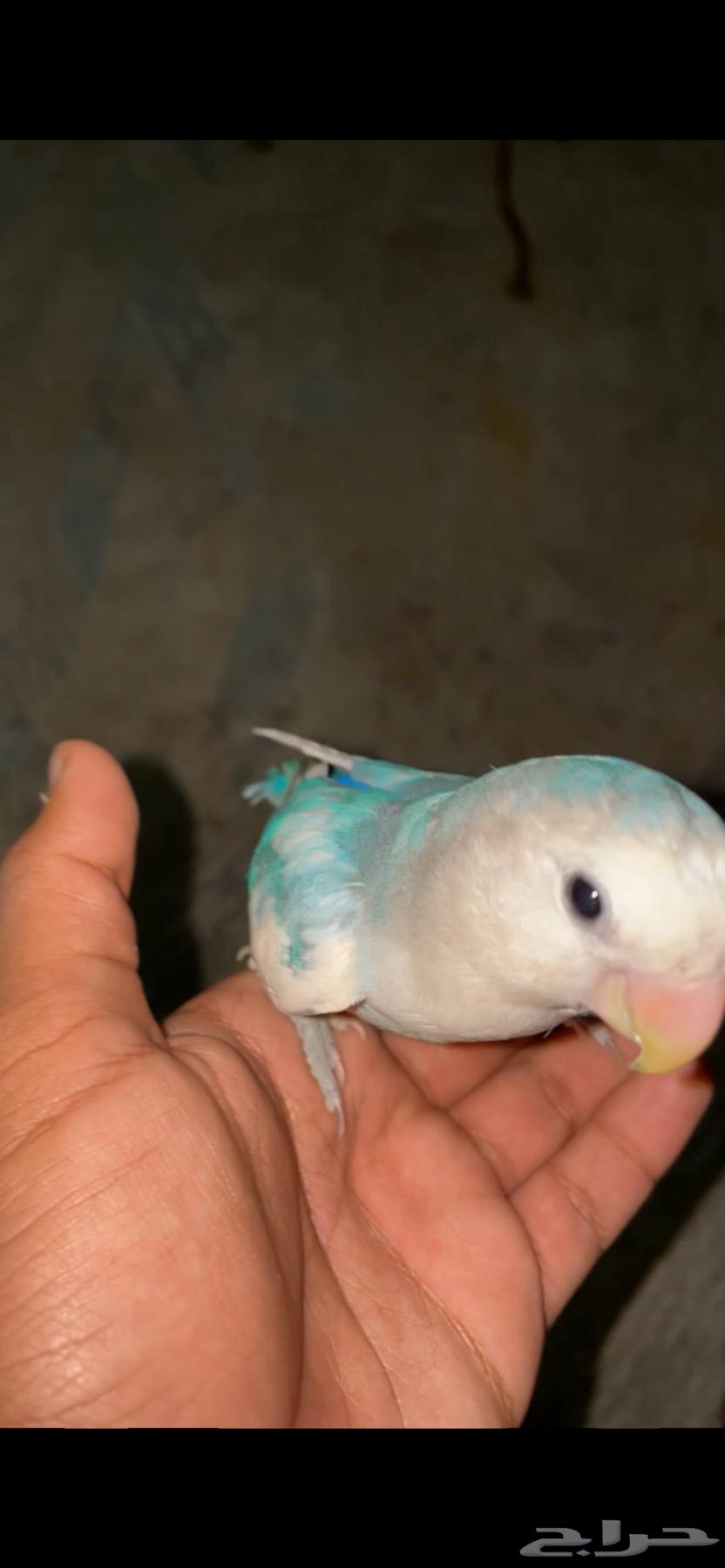 Farkh Roz64297053319297111