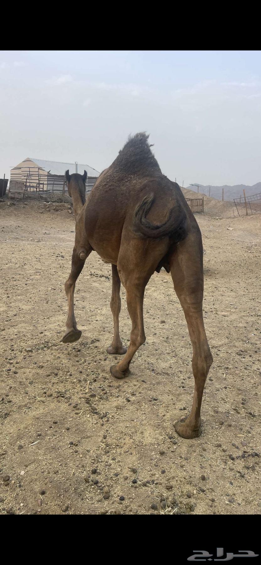 للبيع لقحا زرقاء طيبه الحد 750064298510745857113