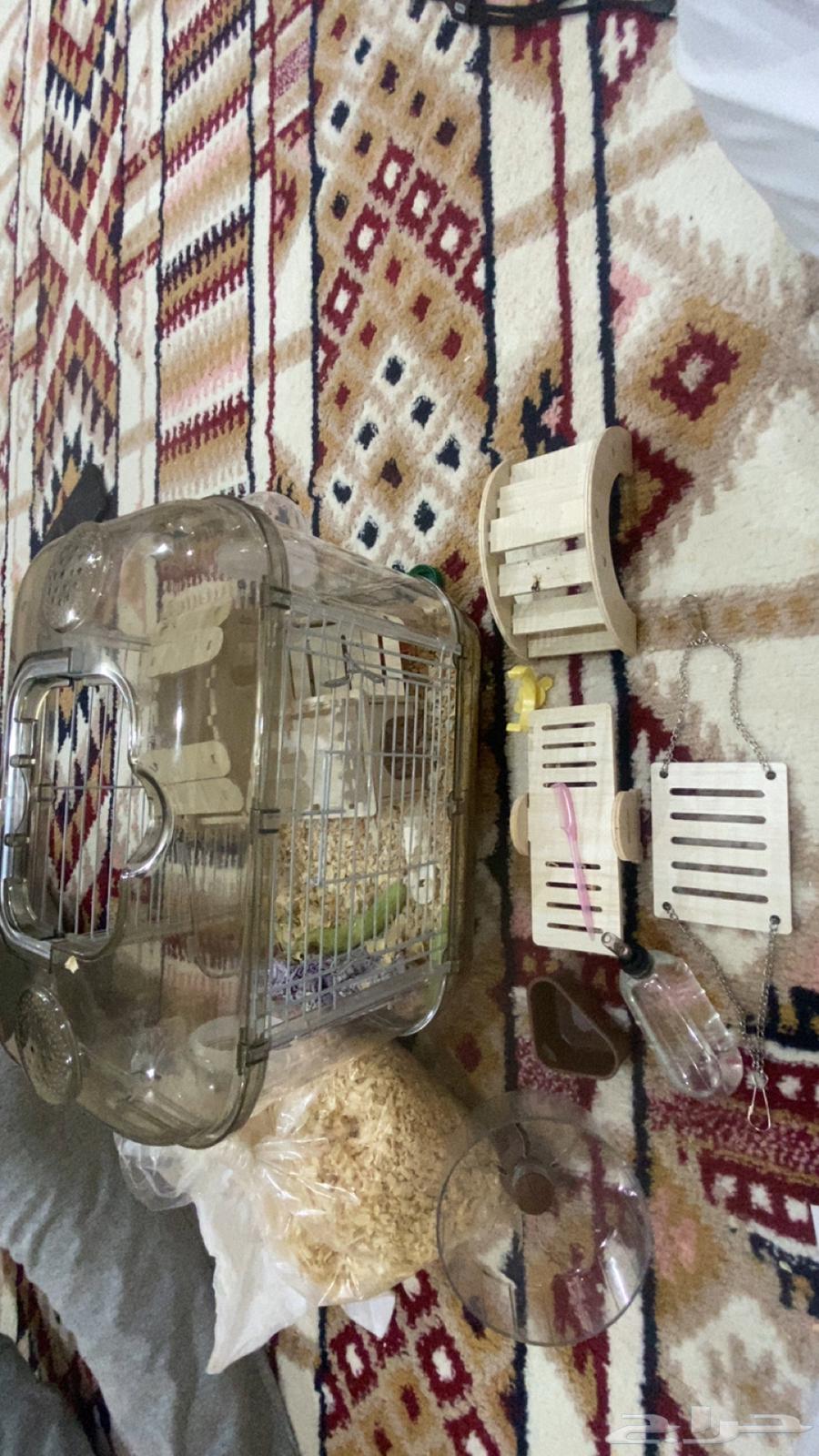 هامستر2 كلهم ذكور يوجد جميع الاغراض العاب والملابس64312583088899111