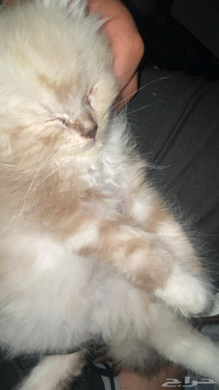 بسه للبيع64304657005313111