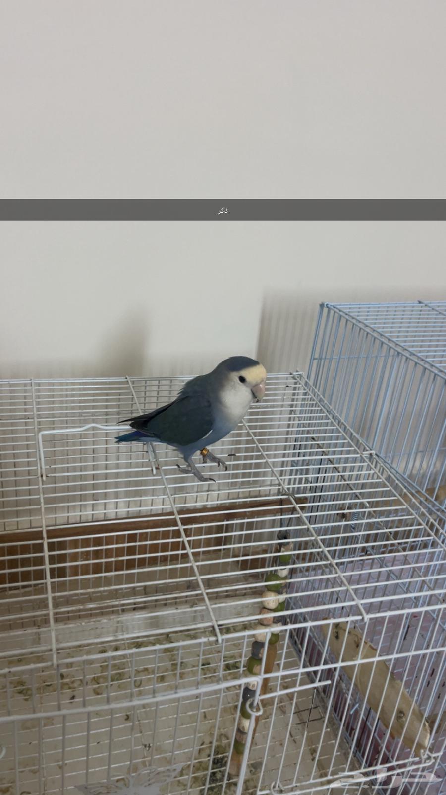 جوز روز اليف للبيع64302295791618112