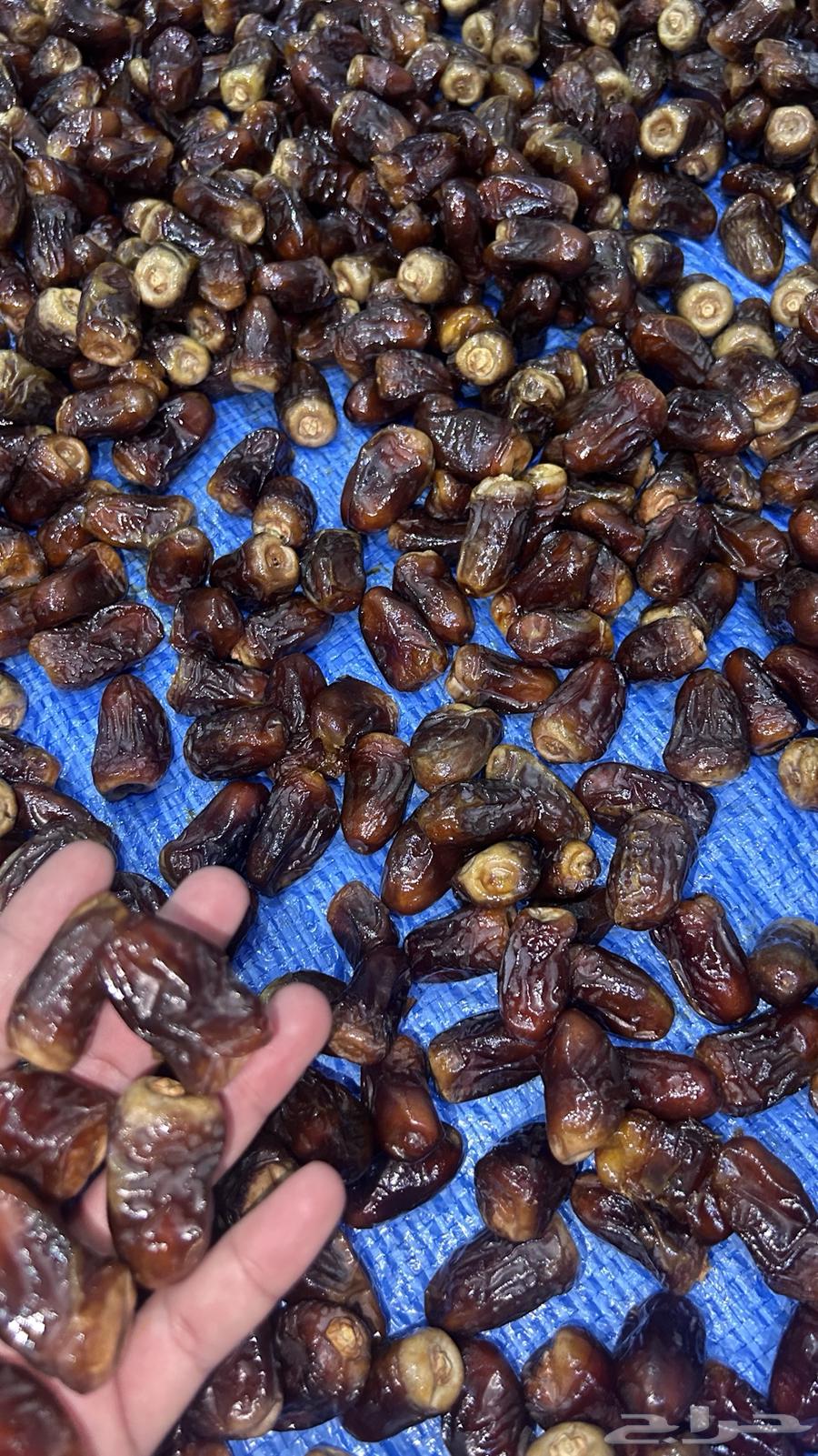 Dates from Al-Eyis farm, conditioned64307894259073111