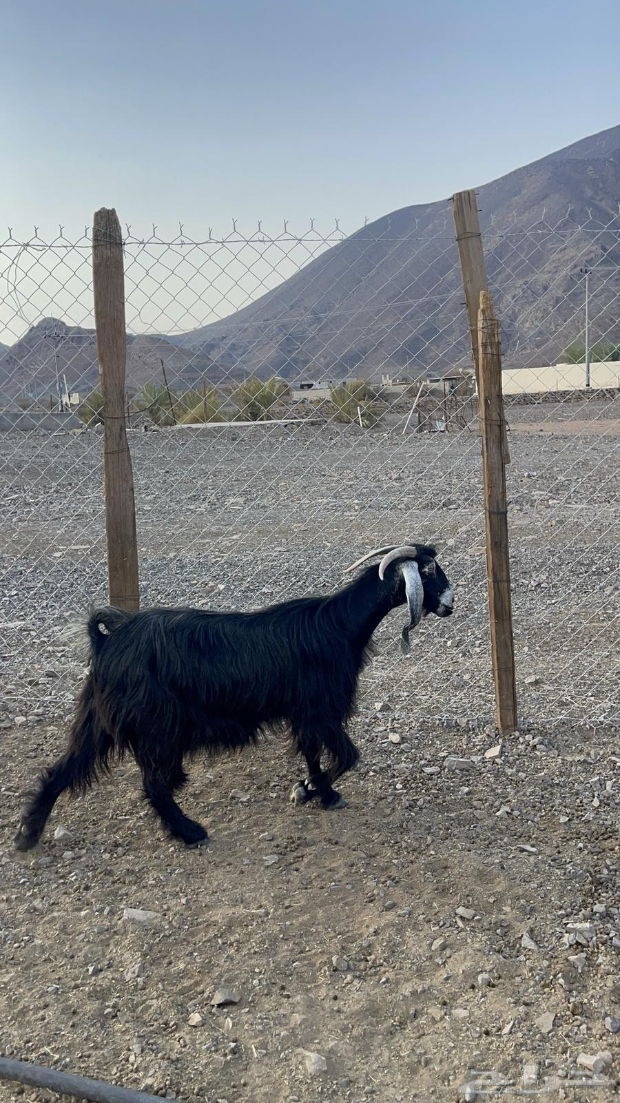 ( تم البيع )عوارض مراح واحد للبيع64310452852866114