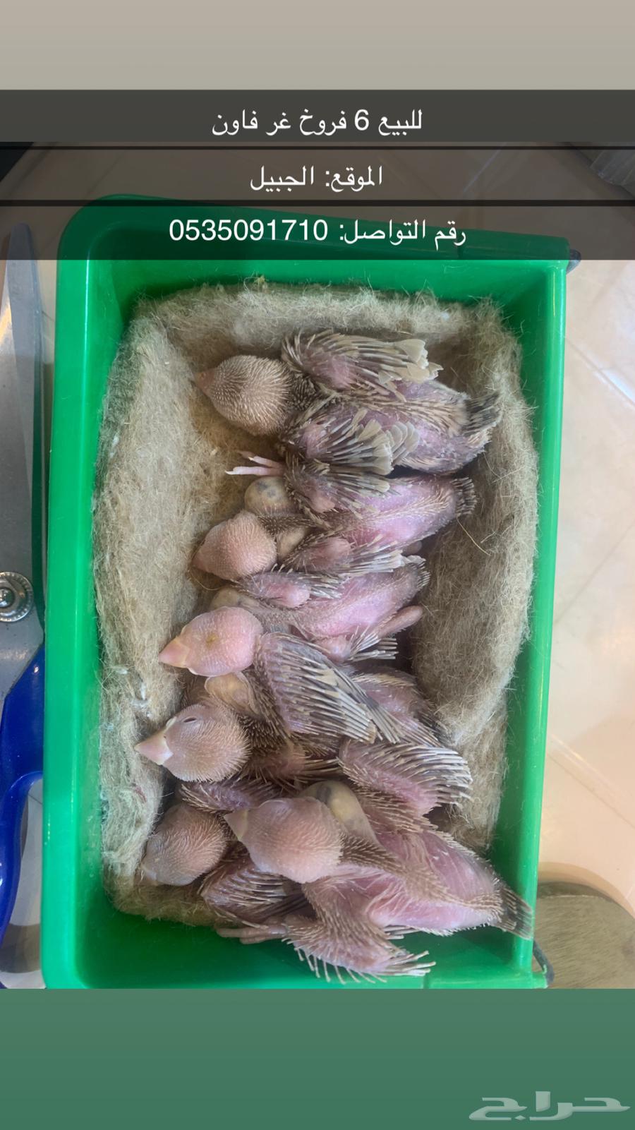 للبيع فروخ جاوا 6 فاون64311068386947110