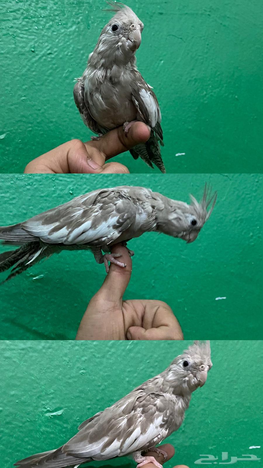 طيور زينه64303184582913110