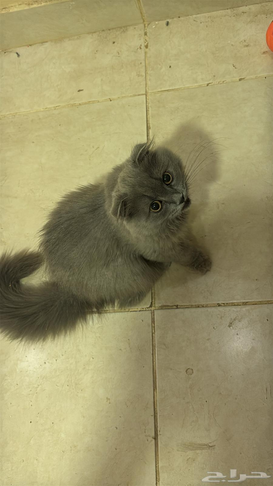 للبيع ب 300 مع اغراضها و كل شي سليمه والله64441404318849113