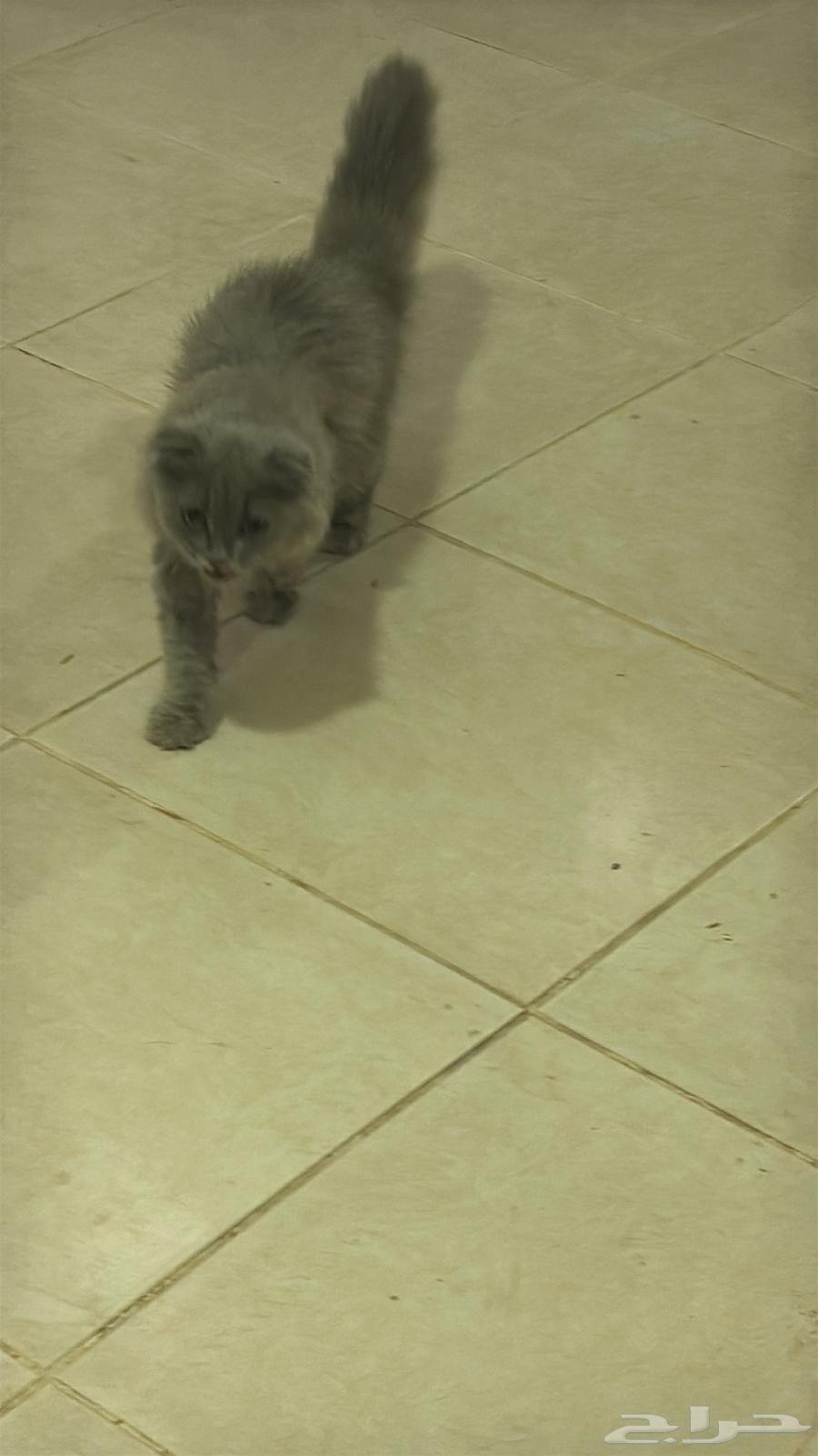 للبيع ب 300 مع اغراضها و كل شي سليمه والله64441404318849112