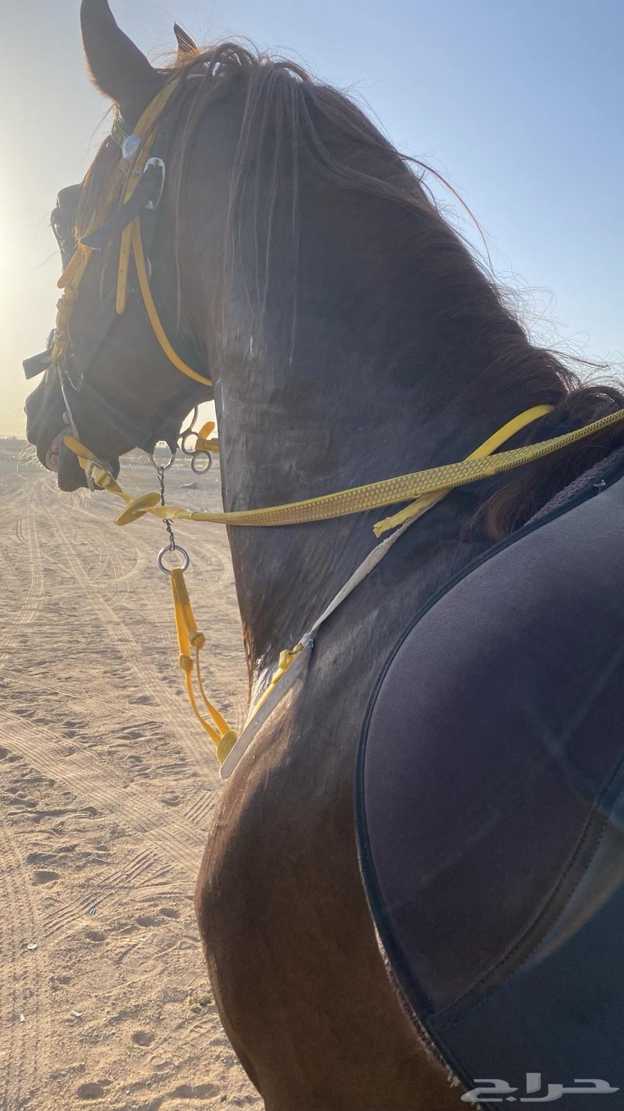 حصان واهو و البيع شعبي64304212039169110