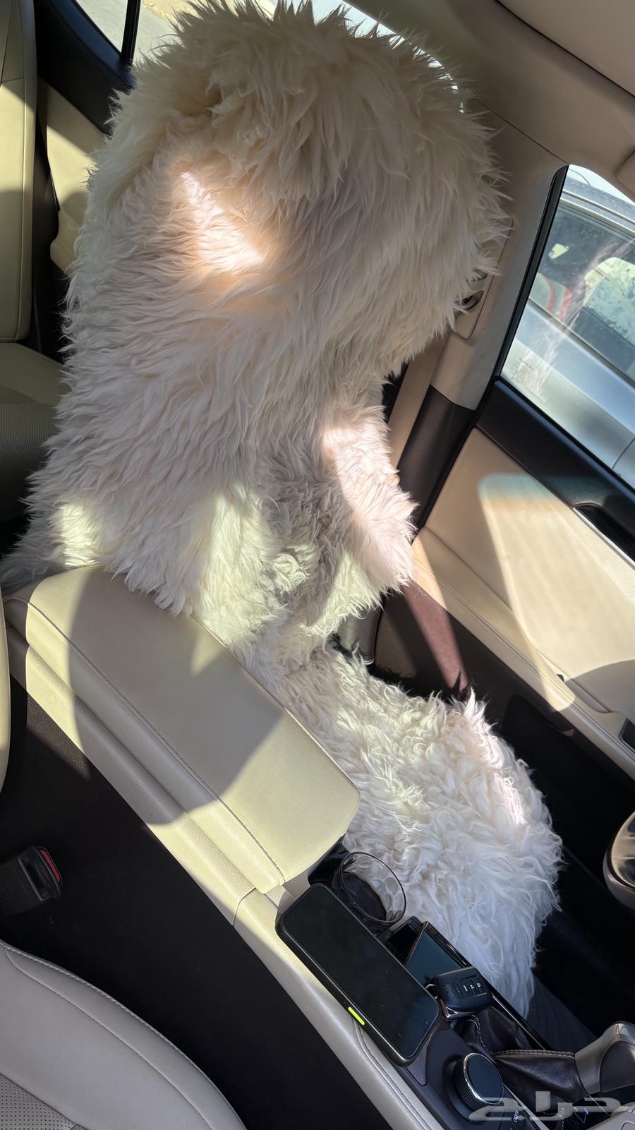 تلبيسة فرو نعيمي جديده كرسي السايق64308000039171112