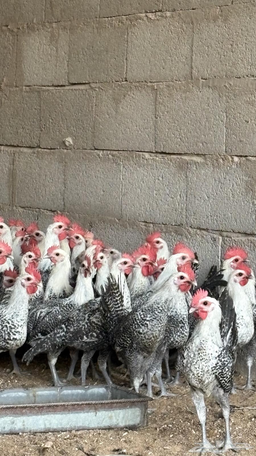 Fayoumi roosters for sale 350 pieces64115480150401110