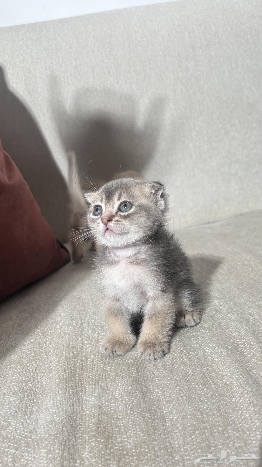 للبيع قطط صغيره سكوتش الحجم نتفه64308565809794110