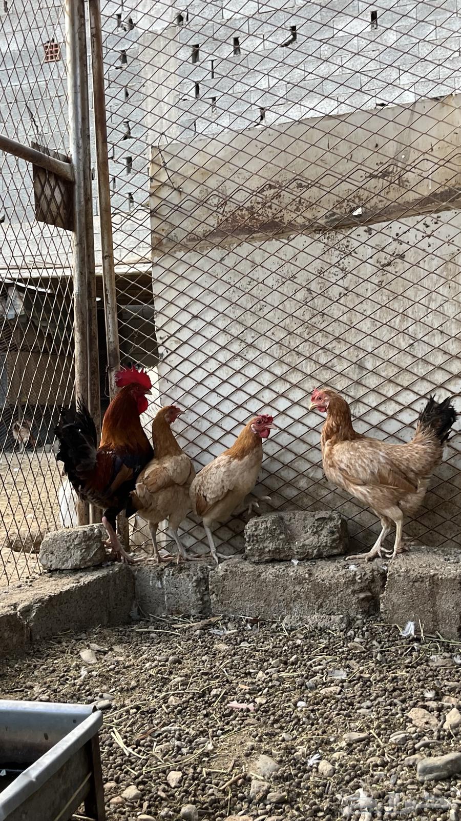 For sale: local roosters and hens64310601173889113