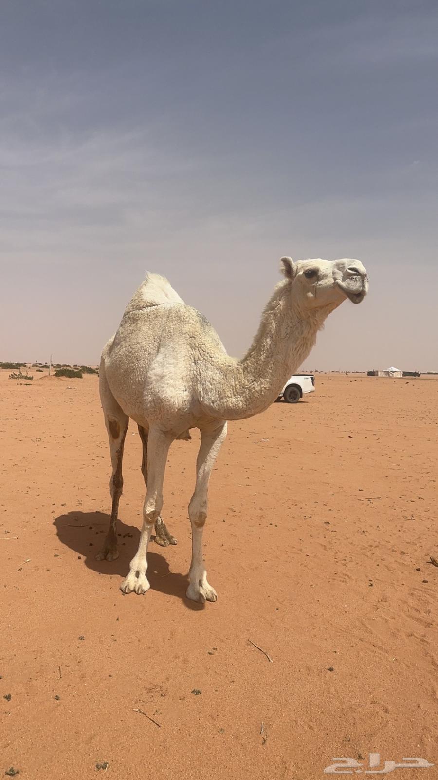 للبيع العشرا الثنو الباتليه من ابل معروفه64303990271873110