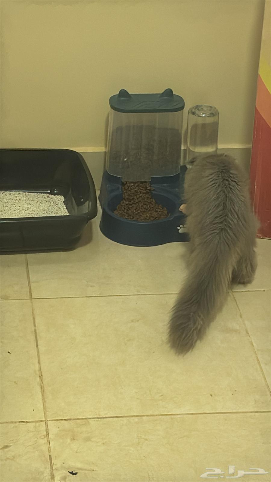 للبيع ب 300 مع اغراضها و كل شي سليمه والله64441404318849110