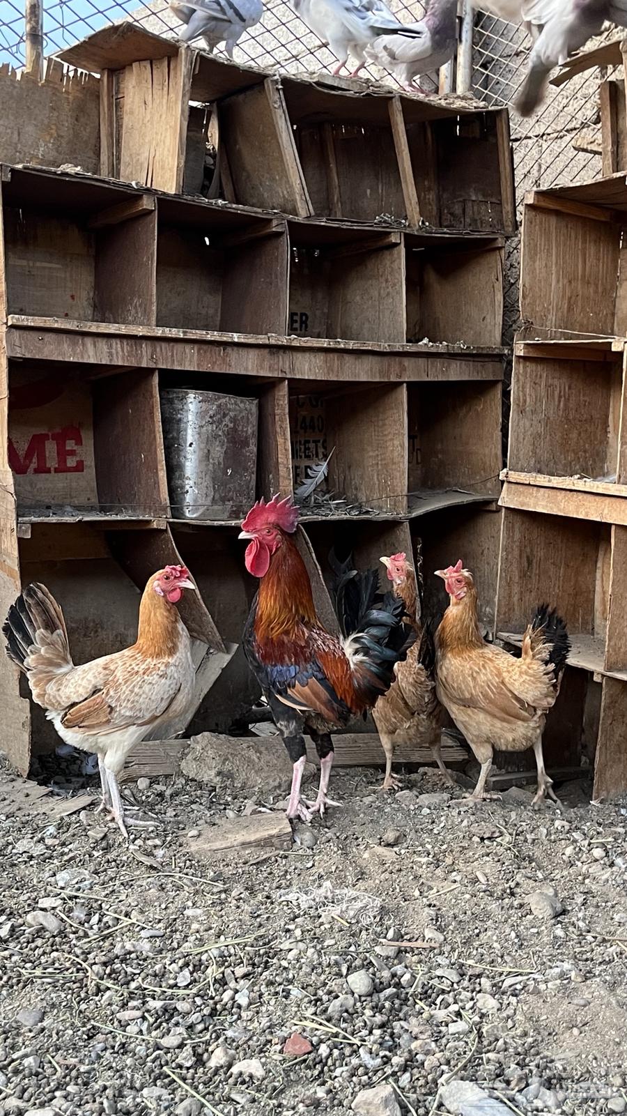 For sale: local roosters and hens64310601173889110