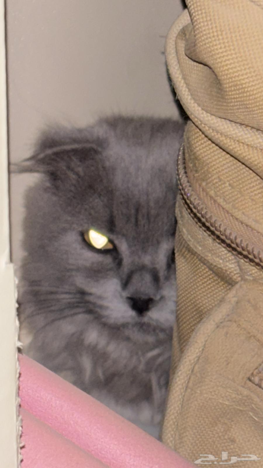 للبيع ب 300 مع اغراضها و كل شي سليمه والله64441404318849111