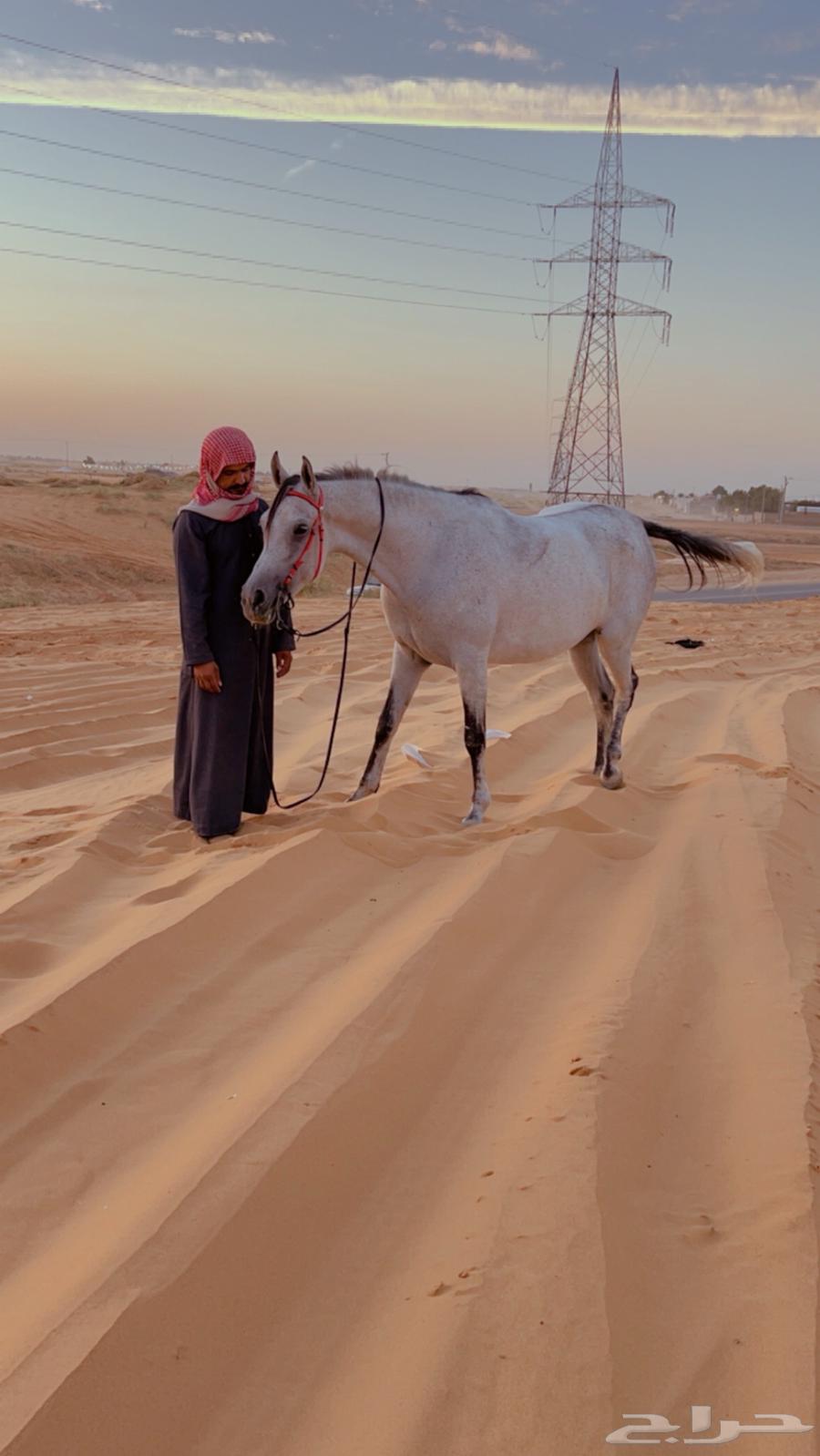 Your horse is weak, we have the solution – Al-Haimat Stable for fattening and care64443923473665111